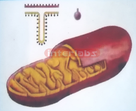 DELUXE MITOCHONDRION MODEL